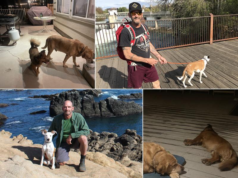 Better Nature Dog Training