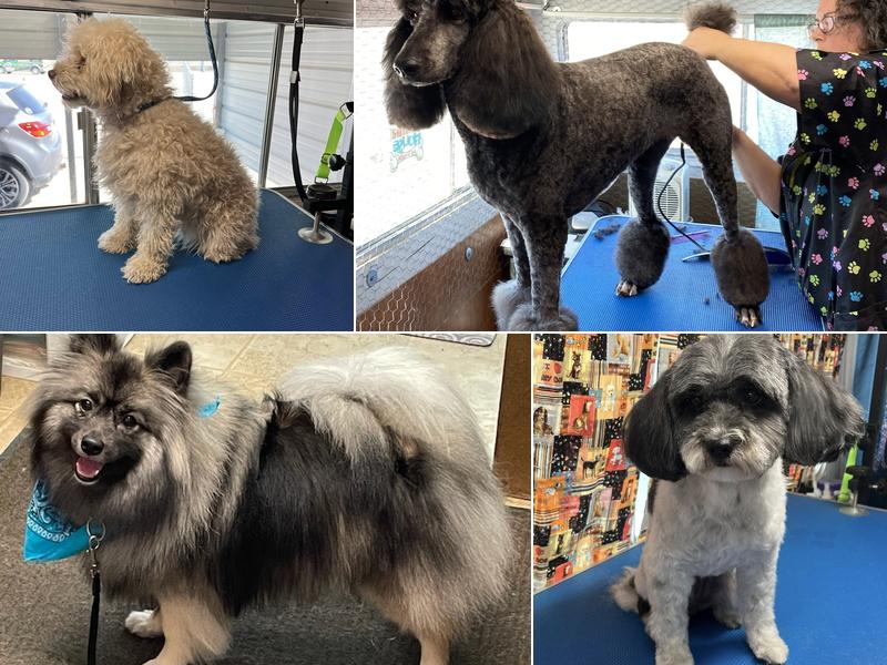 Quartzsite Animal House