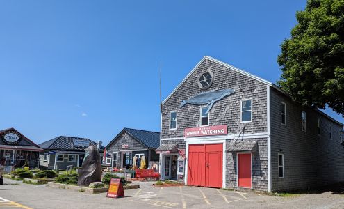 Fundy Tide Runners Whale Watch Saint Andrews