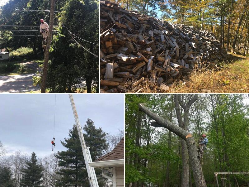 Cutting Edge Tree Care Specialists