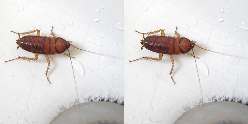 Drop Shot Pest Control