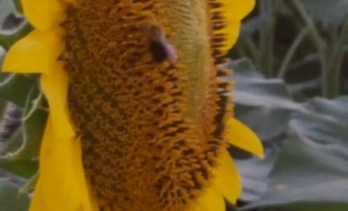 Watson Auction & Realty Llc Kinsey