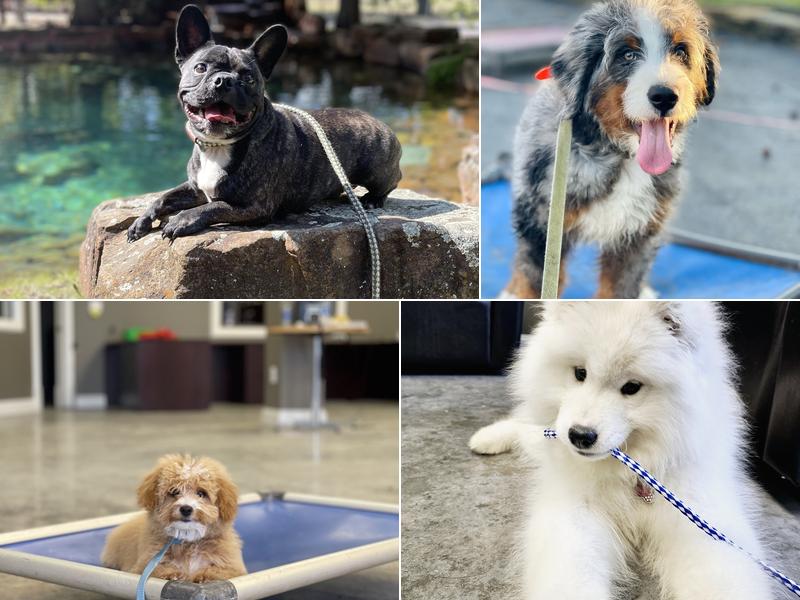 Puptown Daycare Boarding and Training