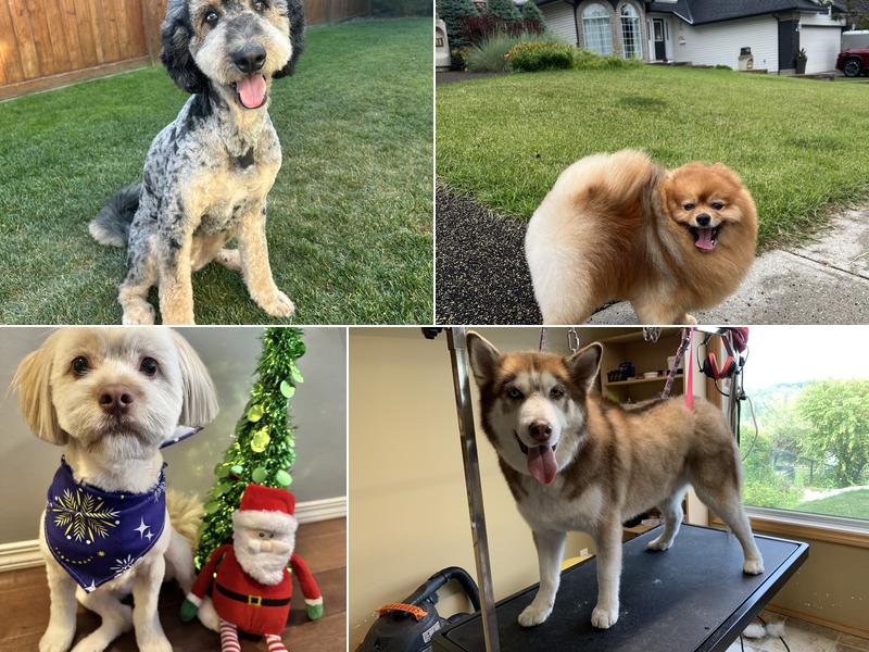 Dog Groomer Calgary
