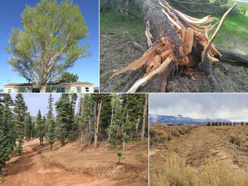 Apex Tree Professionals