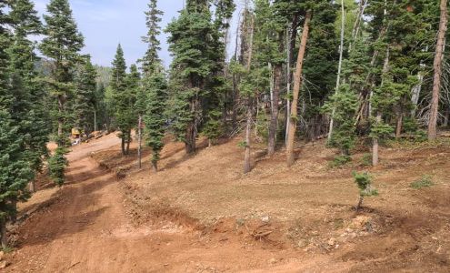 Apex Tree Professionals