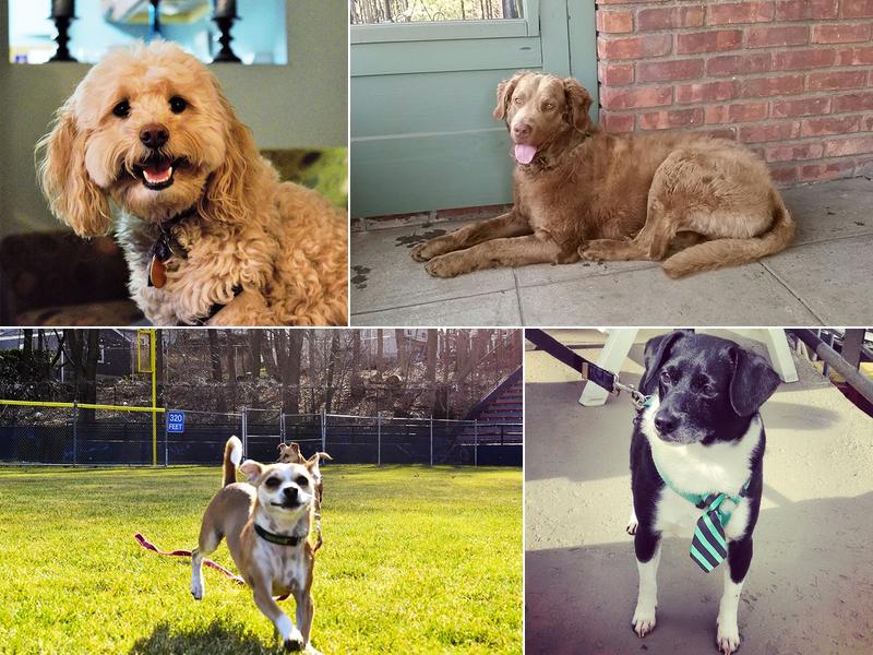 Ruff 'n' Tumble Dog Services