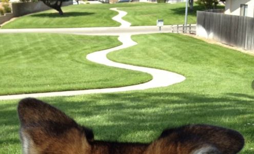 Over and Out Petsitting