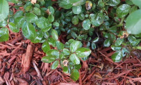 Custom Curbing & Edging