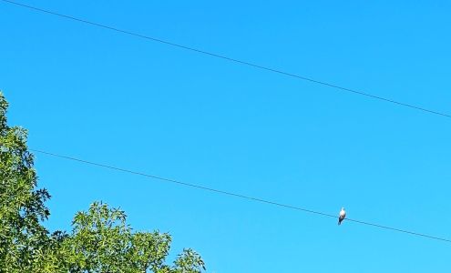 SocietyJazz | Graphic & Web Design