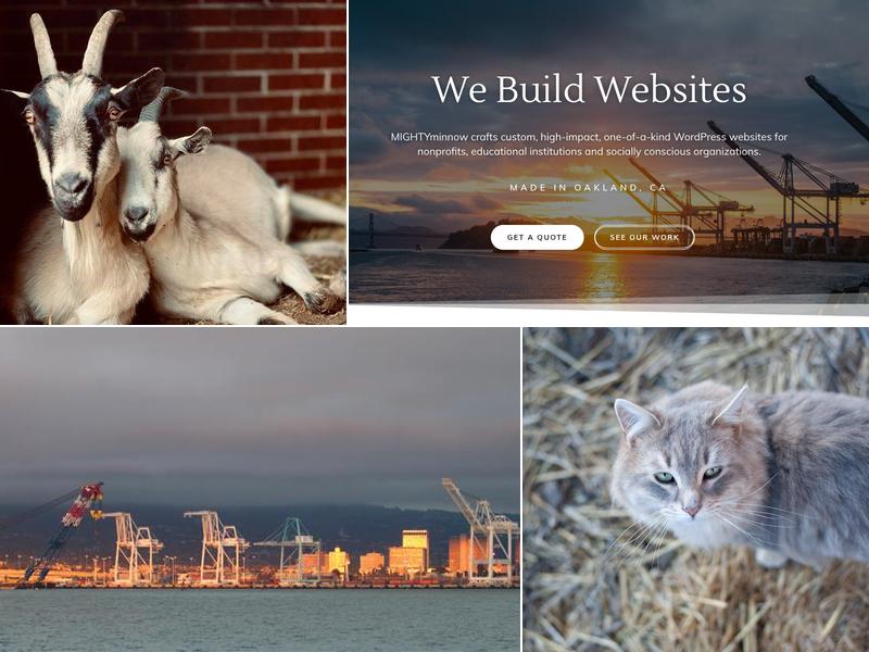 MIGHTYminnow Web Studio & School