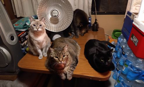 Dunivin's Tow Truck Towing Service