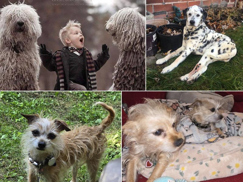 9 Tel Animal Hospital