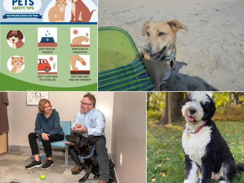 Veterinary Neurology & Imaging of the Chesapeake