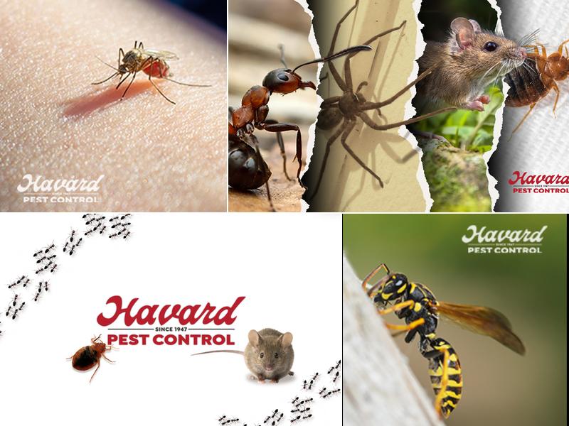 Havard Pest Control