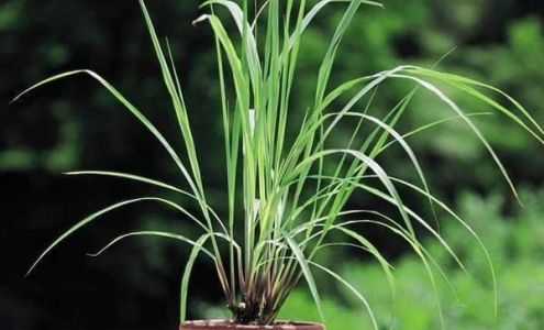 Safe Within Therapeutic Massage 1205 Texas Hwy 123 # 202, San Marcos Texas 78666