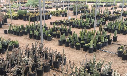 Phoenix Desert Nursery