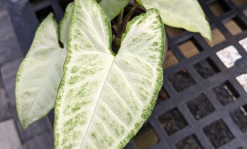 Allstar Garden Center