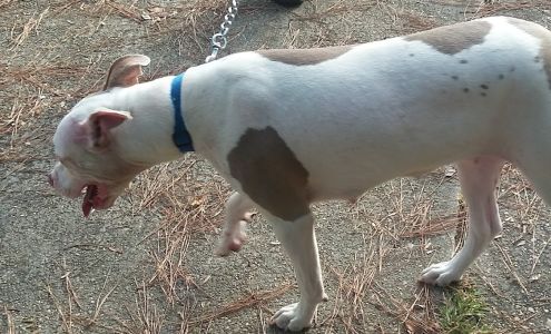 Johnny Young Plumbing 942 Berwood Dr, Jackson Mississippi 39206