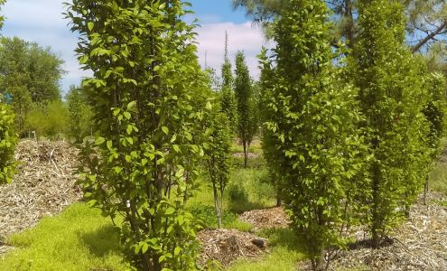 Crain Tree Farm & Nursery Caseyville