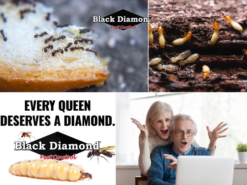 Black Diamond Pest Control