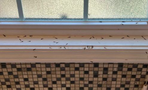 Ogles Pest Control Services 722 Cleveland Ave, Glasgow Kentucky 42141