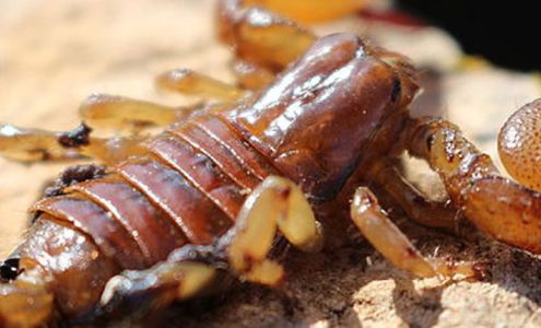 Barton Family Pest Control, Sun City, Sun City West 12411 N La Paloma Ct, Sun City Arizona 85351