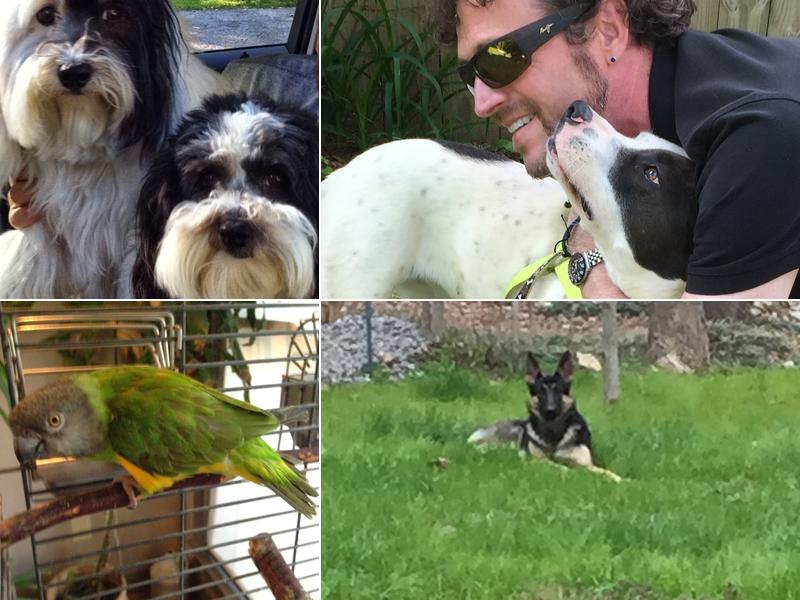 Kritters Home Pet Care