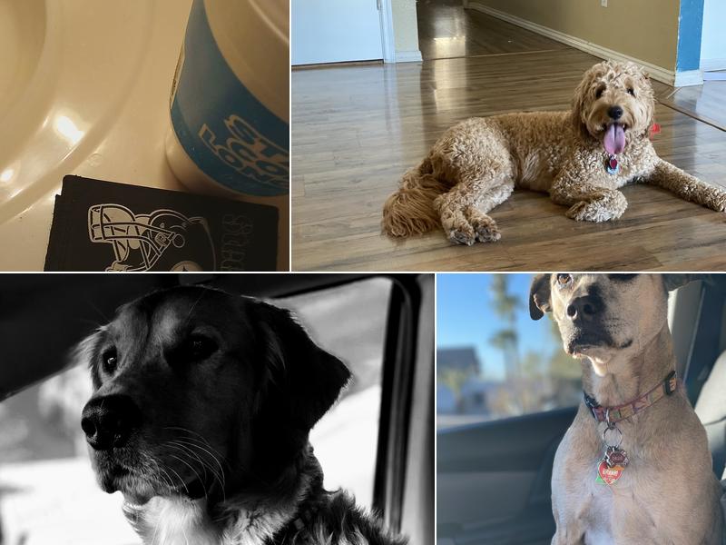 Mr. Rogers Dog Boarding & Day Care