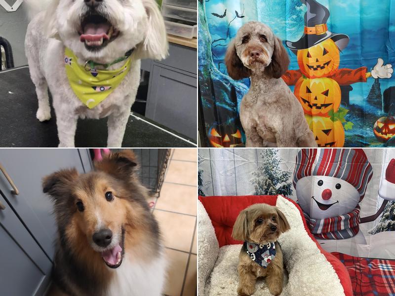 Planet Dog Luxury Spa