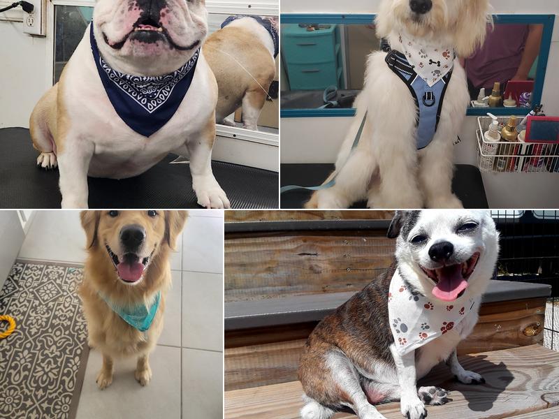 Milo''s Mobile Dog Grooming