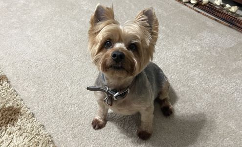 Animal Eye Specialists PC: King Hill Tracey C DVM