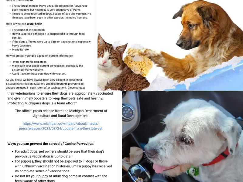 Nose to Toes Pet Grooming