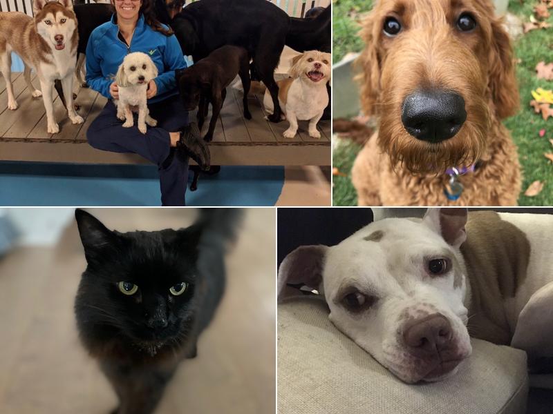 Petcheck Pet Sitting