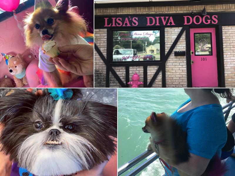 Lisa’s diva dogs