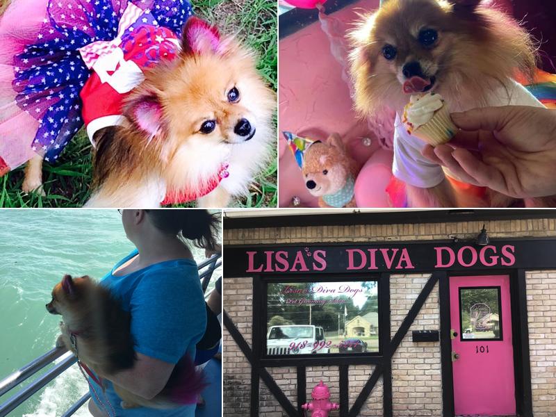 Lisa’s diva dogs