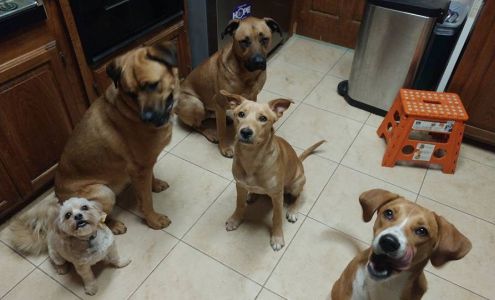 Pampered Pups Mobile Grooming 3007 NE Heritage Ln, Lawton Oklahoma 73507