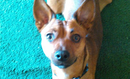 Alvin's Dog Grooming 1603 SW H Ave, Lawton Oklahoma 73501