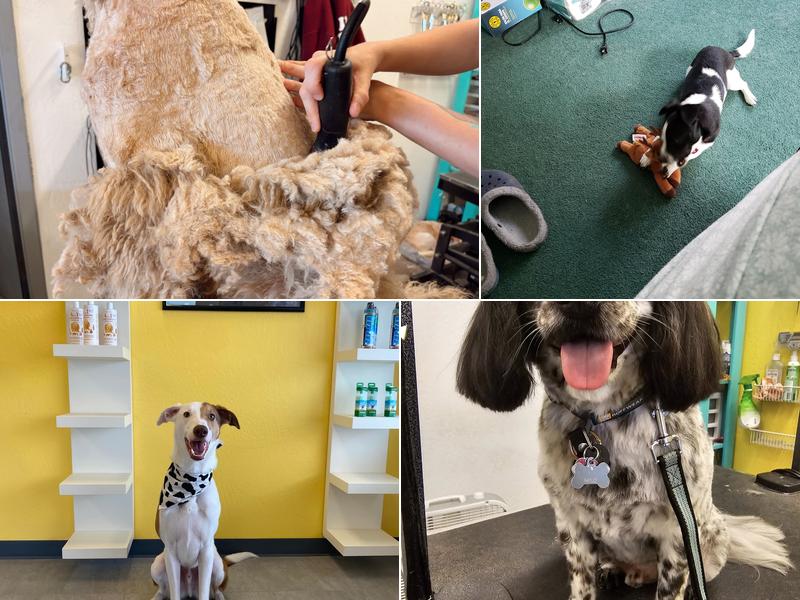 Pickles Paw Spa And Playhouse