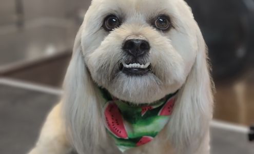 Up Dog Grooming 1820 Grandview Ave, Medford Oregon 97504