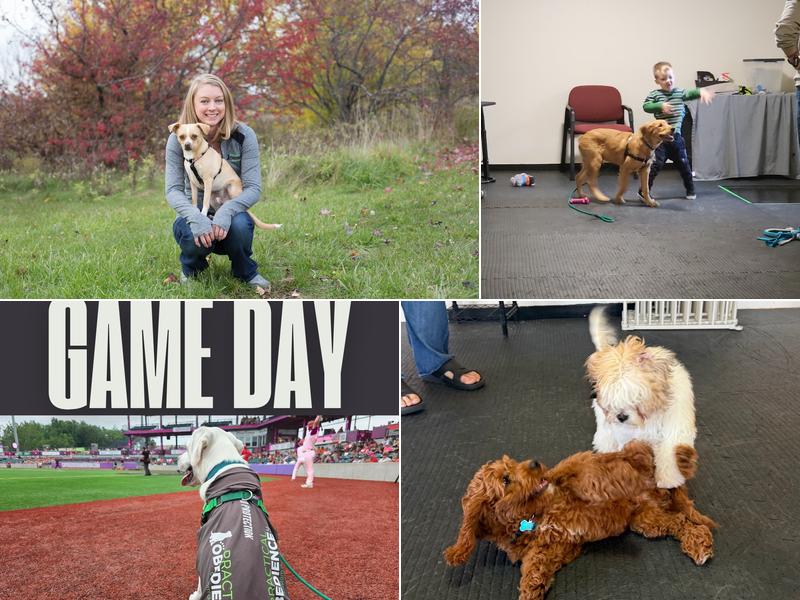 Practical Obedience LLC - Custom Dog Training