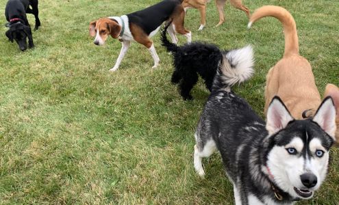 Miller Heights K9 Academy