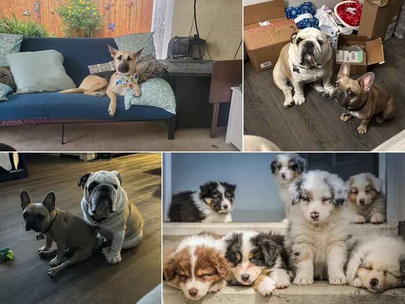 Palm Ridge Grooming Gallery