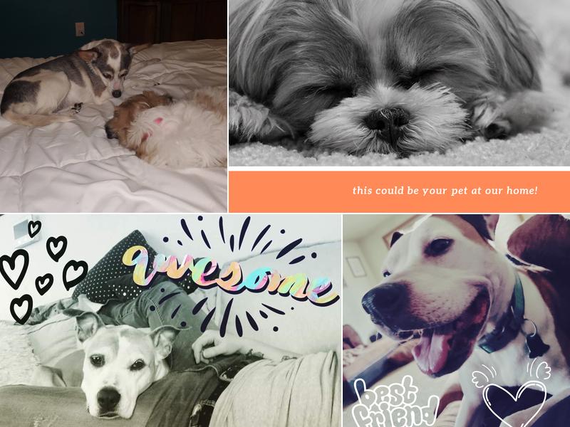 Pawsitively Perfect Pet Sitters