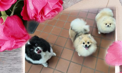 Hair of the Dog Grooming Salon by Emily 111 N Main St, Le Sueur Minnesota 56058