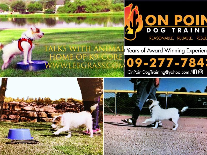 Payson Dog Training