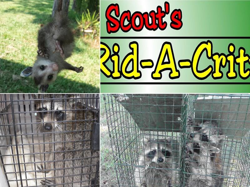 Scout's Rid-A-Critter