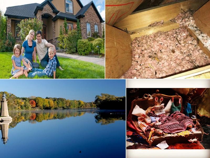 Clean Pest Solutions