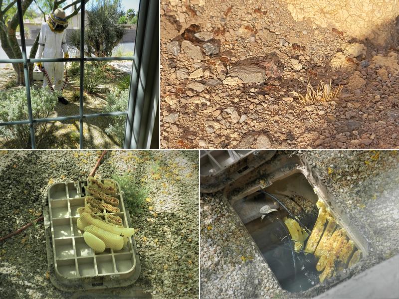 American Pest Control Inc