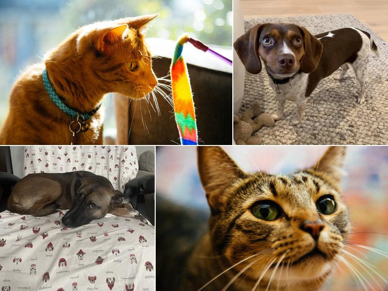 Scratch N’ Sniff Pet Care